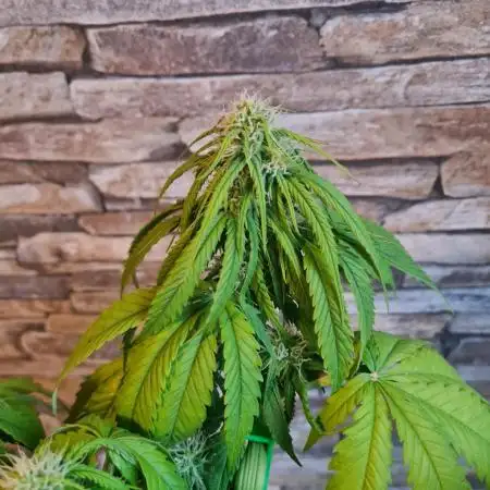 Auto Fractal #3 - Divine Seeds -GlAuCo25