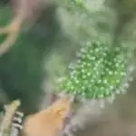Auto Fractal #1 - Divine Seeds -GlAuCo25