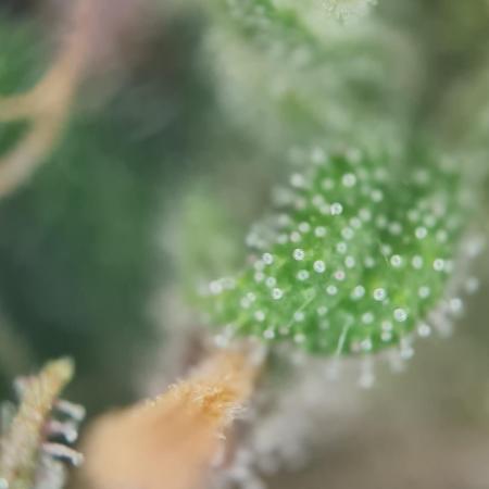Auto Fractal #1 - Divine Seeds -GlAuCo25