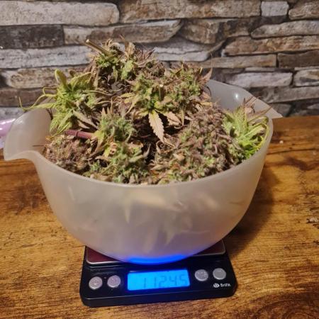 Auto Fractal #3 - Divine Seeds -GlAuCo25