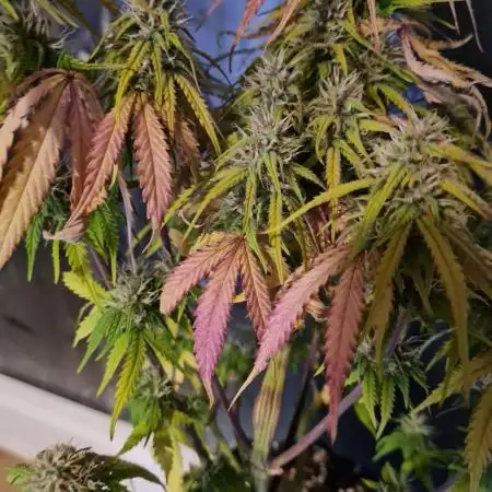 Auto Fractal #2 - Divine Seeds -GlAuCo25