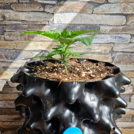 Auto Black Opium - Divine Seeds GlAuCo25
