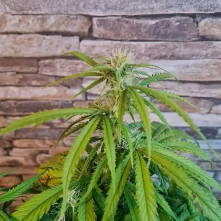 Auto Fractal #1 - Divine Seeds -GlAuCo25