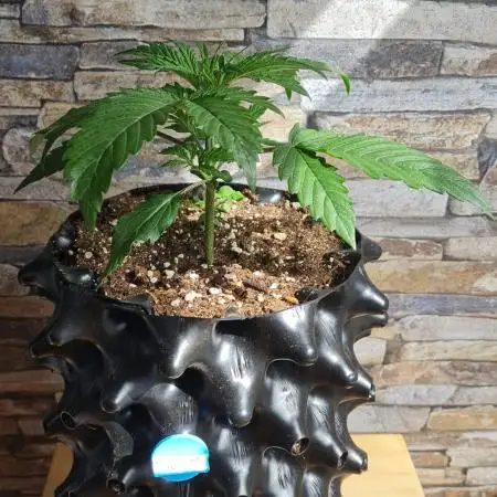 Auto Fractal #1 - Divine Seeds -GlAuCo25