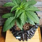 Auto Fractal #2 - Divine Seeds -GlAuCo25