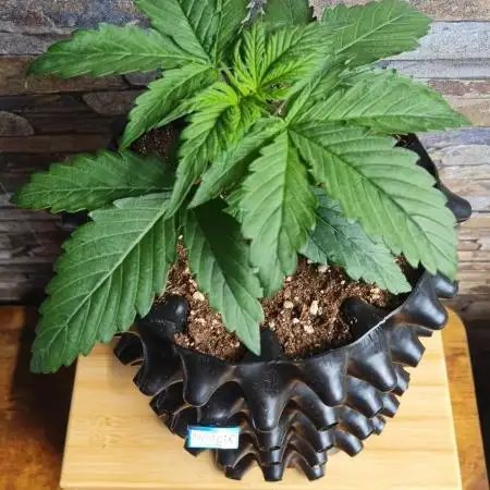 Auto Fractal #2 - Divine Seeds -GlAuCo25