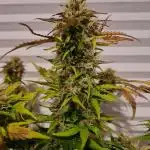 Auto Black Opium - Divine Seeds GlAuCo25