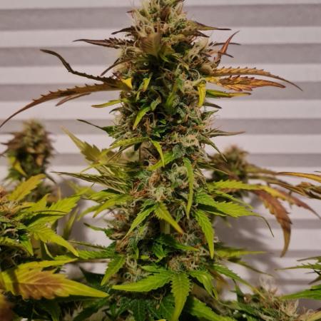 Auto Black Opium - Divine Seeds GlAuCo25