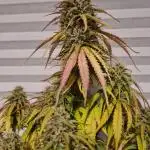 Auto Fractal #2 - Divine Seeds -GlAuCo25