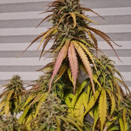 Auto Fractal #2 - Divine Seeds -GlAuCo25
