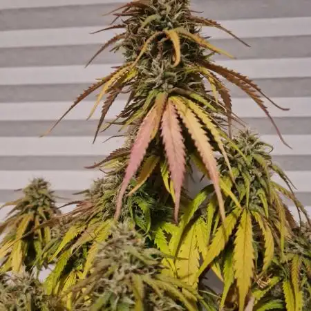 Auto Fractal #2 - Divine Seeds -GlAuCo25