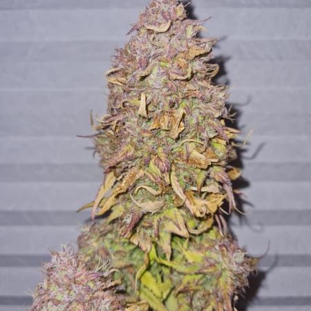 Auto Fractal #3 - Divine Seeds -GlAuCo25