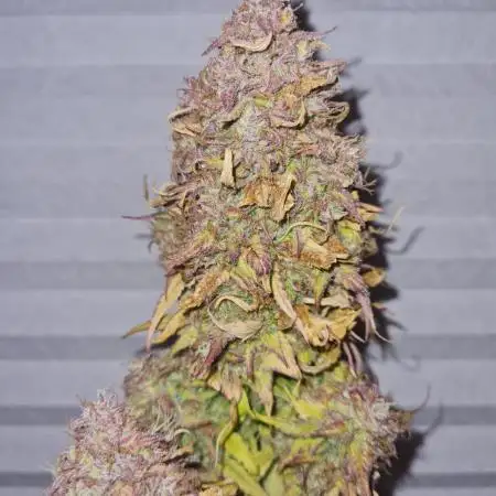 Auto Fractal #3 - Divine Seeds -GlAuCo25