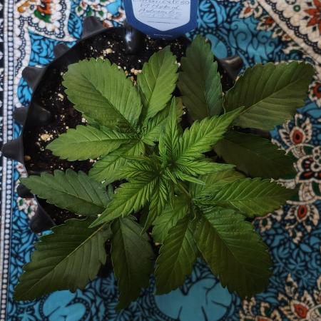 1st diary of that strain here :-D