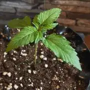 1st diary of that strain here :-D
