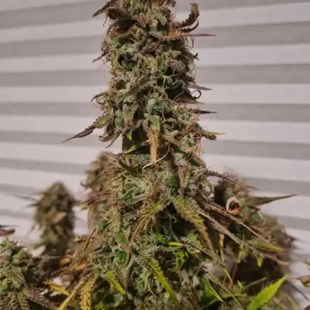 Auto Fractal #1 - Divine Seeds -GlAuCo25