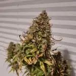 Auto Fractal #3 - Divine Seeds -GlAuCo25