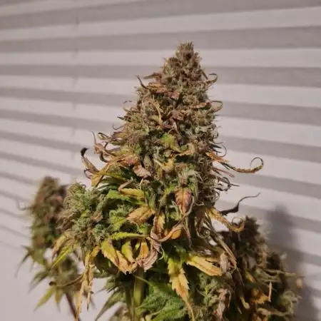 Auto Fractal #3 - Divine Seeds -GlAuCo25