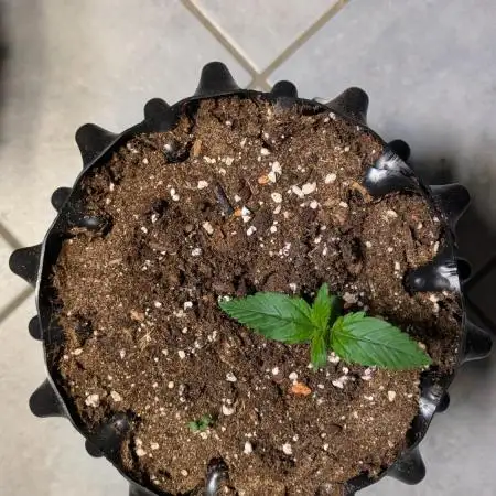 Auto Fractal #1 - Divine Seeds -GlAuCo25