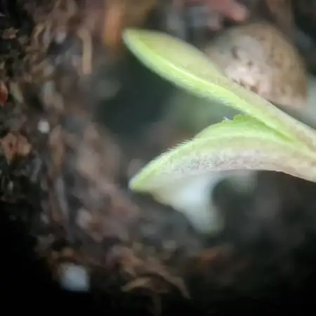Auto Fractal #3 - Divine Seeds -GlAuCo25