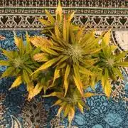 1st diary of that strain here :-D