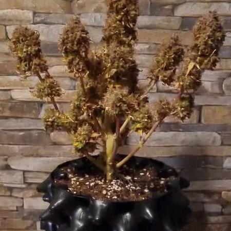 Auto Black Opium - Divine Seeds GlAuCo25