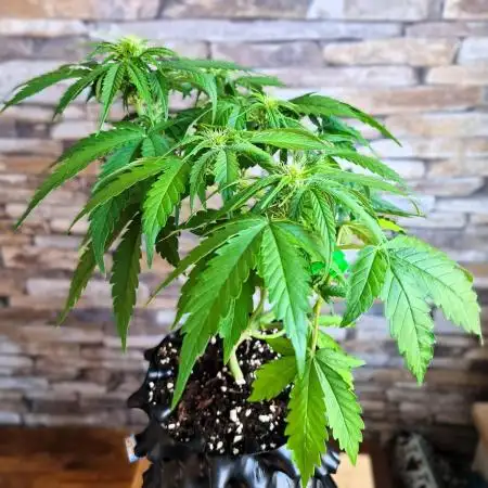 Auto Fractal #3 - Divine Seeds -GlAuCo25