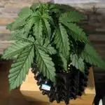 Auto Fractal #3 - Divine Seeds -GlAuCo25