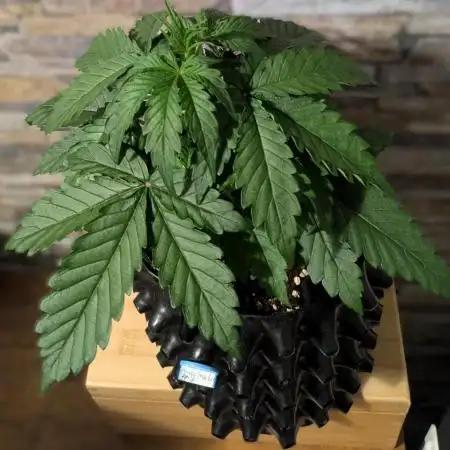 Auto Fractal #3 - Divine Seeds -GlAuCo25