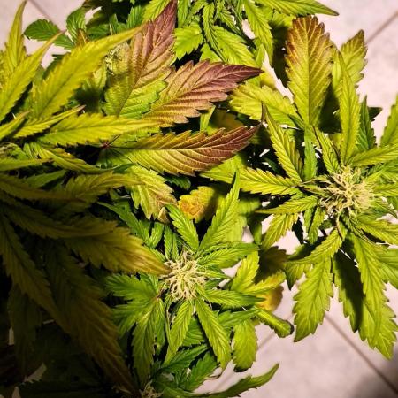 Auto Black Opium - Divine Seeds GlAuCo25