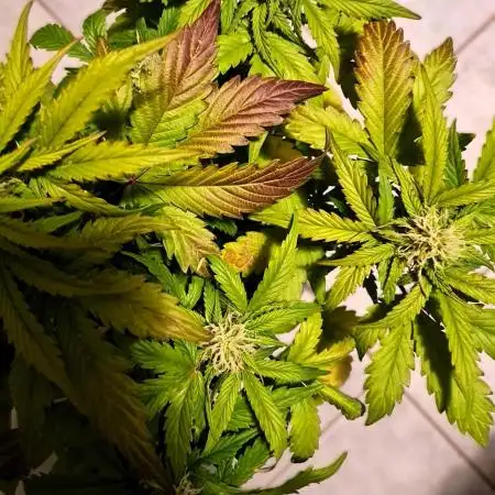 Auto Black Opium - Divine Seeds GlAuCo25
