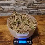 Auto Fractal #2 - Divine Seeds -GlAuCo25