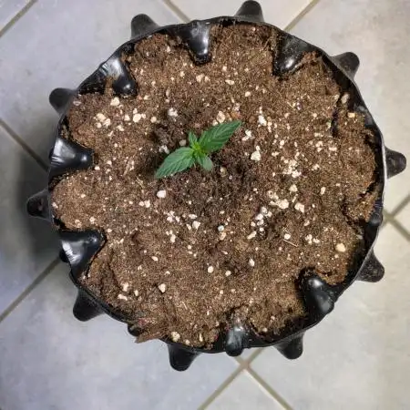 Auto Black Opium - Divine Seeds GlAuCo25