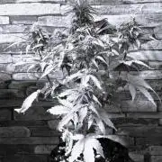 1st diary of that strain here :-D
