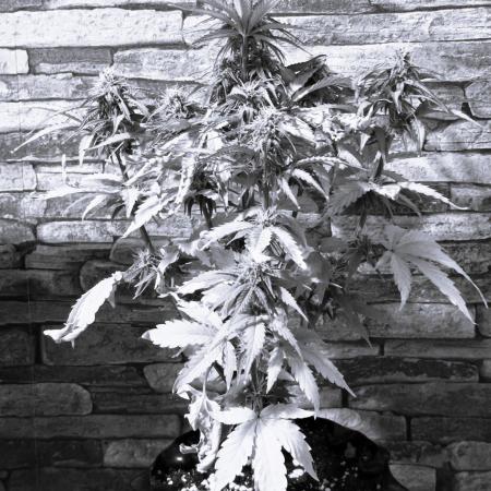 1st diary of that strain here :-D