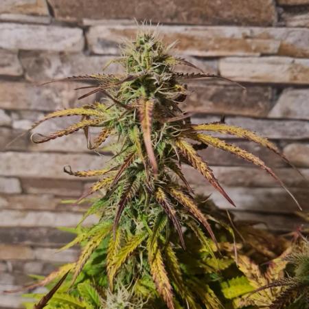 Auto Fractal #1 - Divine Seeds -GlAuCo25
