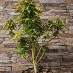 Auto Fractal #3 - Divine Seeds -GlAuCo25