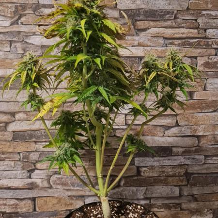 Auto Fractal #3 - Divine Seeds -GlAuCo25