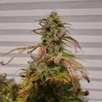 Auto Fractal #1 - Divine Seeds -GlAuCo25