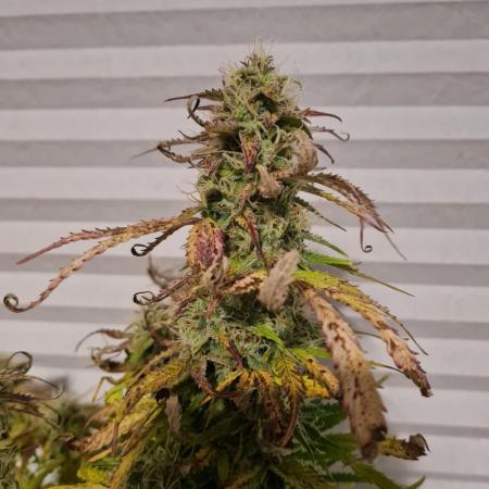 Auto Fractal #1 - Divine Seeds -GlAuCo25
