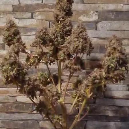 Auto Fractal #1 - Divine Seeds -GlAuCo25