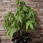 Auto Fractal #2 - Divine Seeds -GlAuCo25