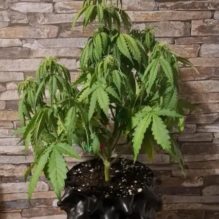 Auto Fractal #2 - Divine Seeds -GlAuCo25