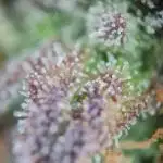 Auto Black Opium - Divine Seeds GlAuCo25