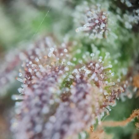 Auto Black Opium - Divine Seeds GlAuCo25