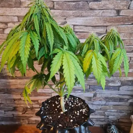 Auto Fractal #3 - Divine Seeds -GlAuCo25