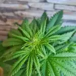 Auto Fractal #2 - Divine Seeds -GlAuCo25