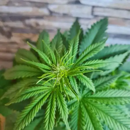 Auto Fractal #2 - Divine Seeds -GlAuCo25