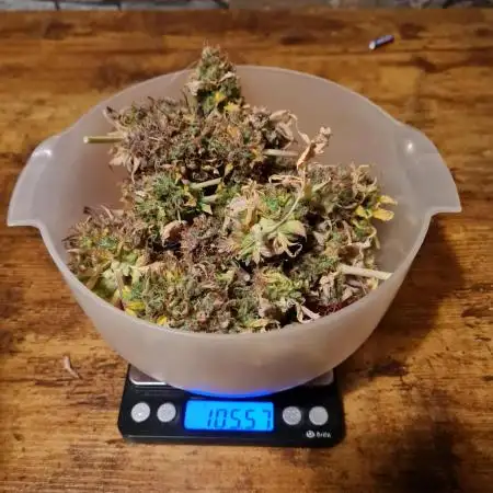 Auto Black Opium - Divine Seeds GlAuCo25