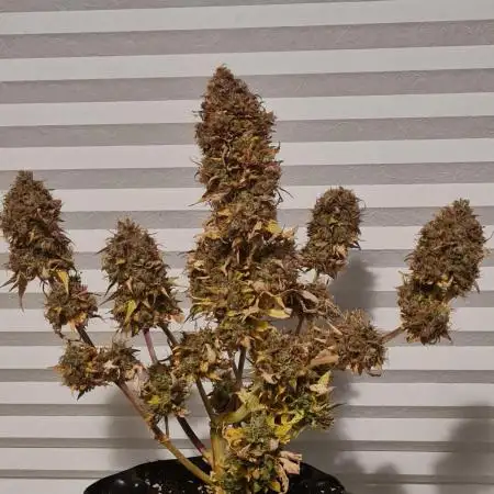 Auto Black Opium - Divine Seeds GlAuCo25